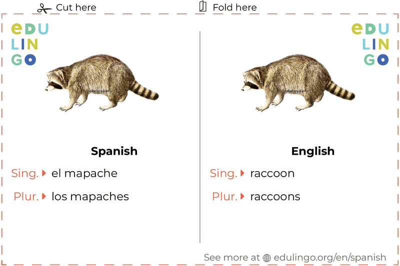 Raccoon in Spanish vocabulary flashcard for printing, practicing and learning