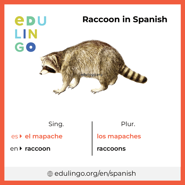Raccoon in Spanish vocabulary picture with singular and plural for download and printing
