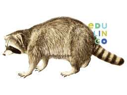 Thumbnail: Raccoon in Spanish