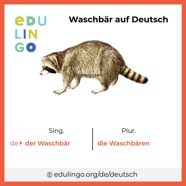 Waschbär auf Deutsch Vokabelbild mit Singular und Plural zum Herunterladen und Ausdrucken