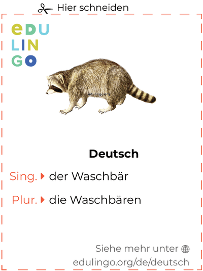 Waschbär auf Deutsch Vokabelkartei zum Ausdrucken, Üben und Lernen