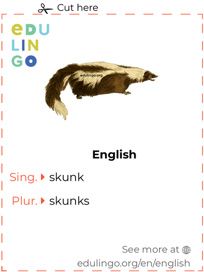 Skunk in English vocabulary flashcard for printing, practicing and learning