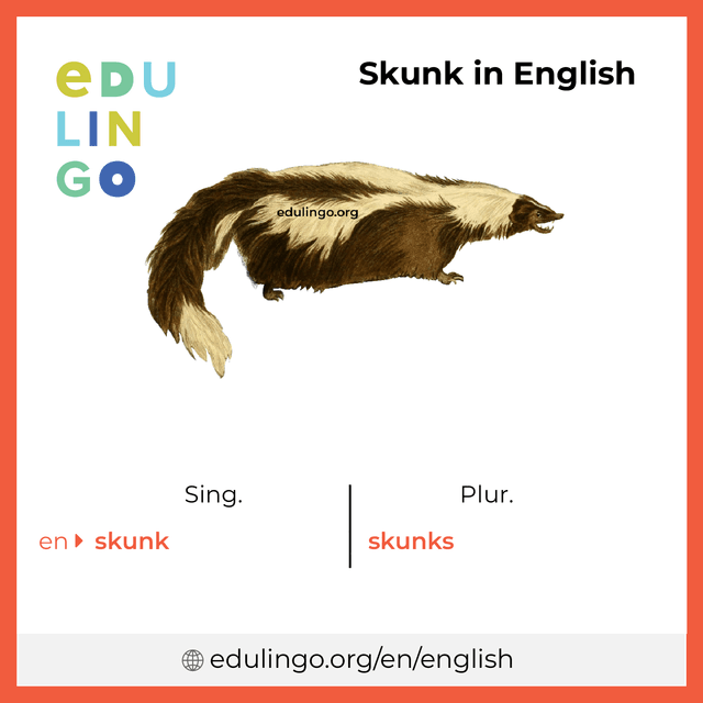 Skunk in English vocabulary picture with singular and plural for download and printing