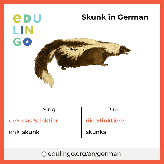 Skunk in German • Writing and pronunciation (with pictures)