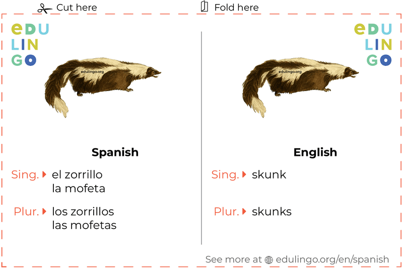 Skunk in Spanish • Writing and pronunciation (with pictures)