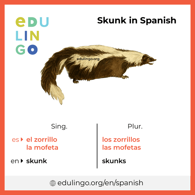 Skunk in Spanish vocabulary picture with singular and plural for download and printing