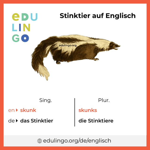 Stinktier auf Englisch Vokabelbild mit Singular und Plural zum Herunterladen und Ausdrucken