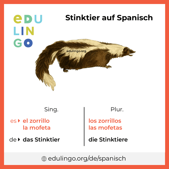 Stinktier auf Spanisch Vokabelbild mit Singular und Plural zum Herunterladen und Ausdrucken