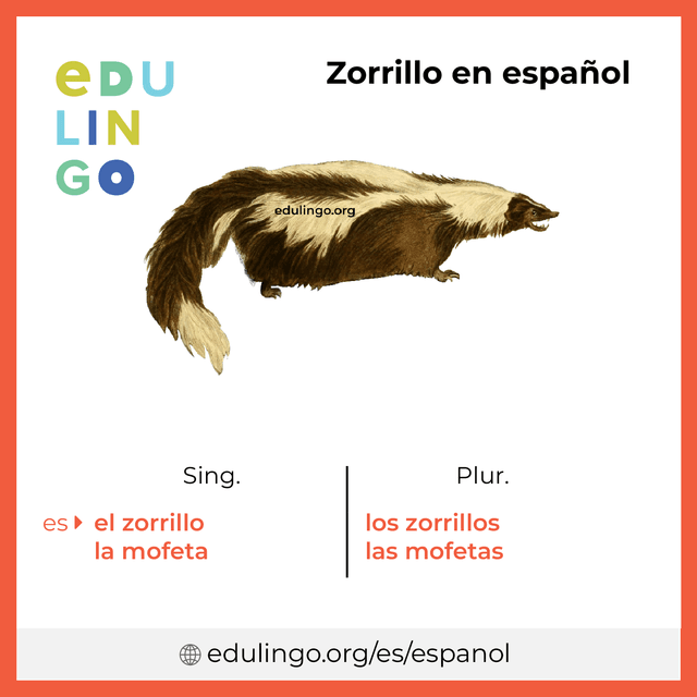 Imagen de vocabulario Zorrillo en español con singular y plural para descargar e imprimir