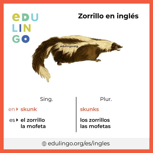 Imagen de vocabulario Zorrillo en inglés con singular y plural para descargar e imprimir