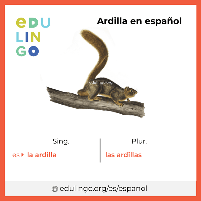 Imagen de vocabulario Ardilla en español con singular y plural para descargar e imprimir