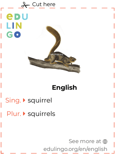 Squirrel in English vocabulary flashcard for printing, practicing and learning