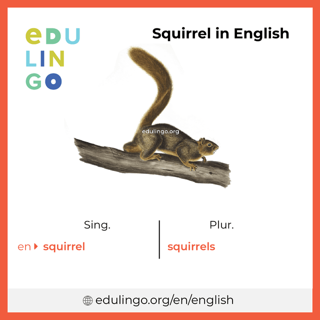 Squirrel in English vocabulary picture with singular and plural for download and printing