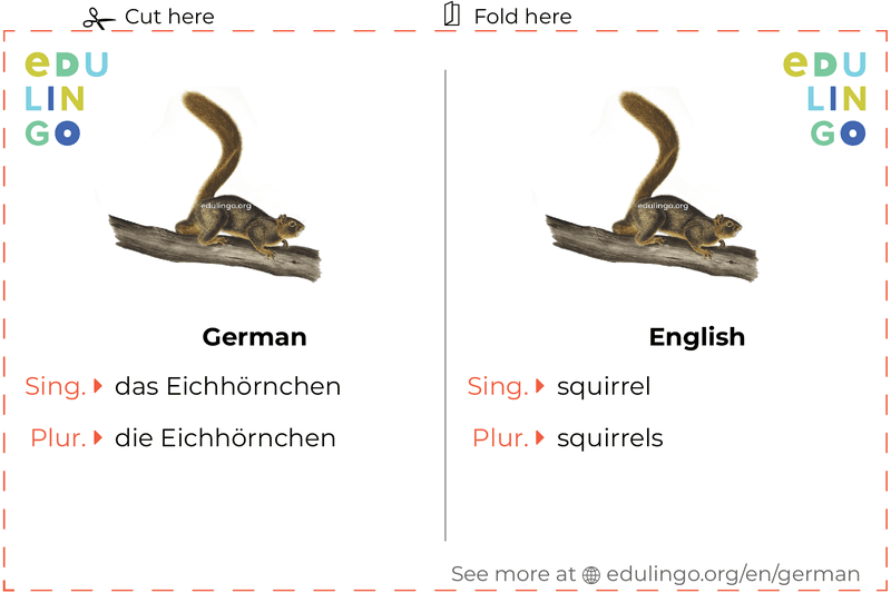 Squirrel in German vocabulary flashcard for printing, practicing and learning