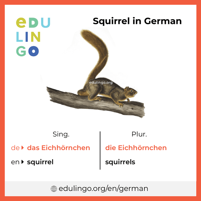 Squirrel in German vocabulary picture with singular and plural for download and printing