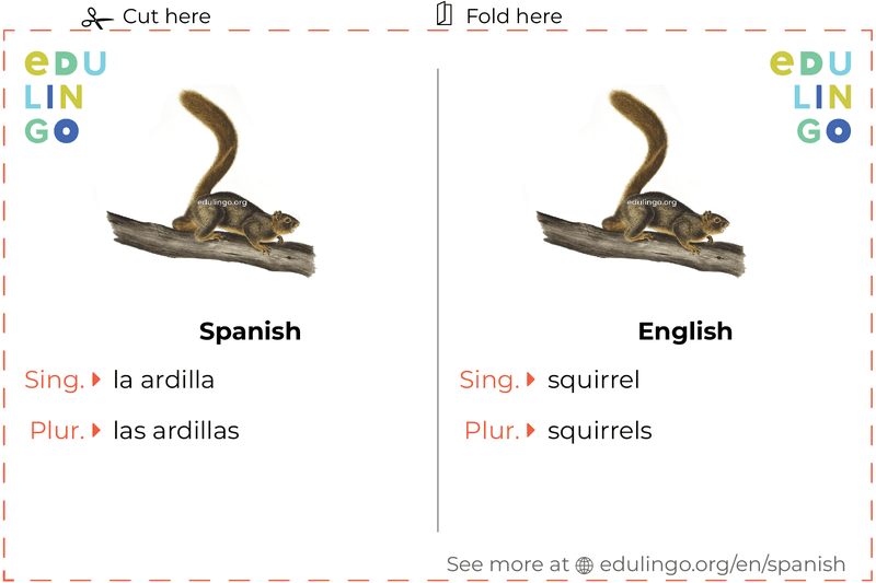 Squirrel in Spanish vocabulary flashcard for printing, practicing and learning