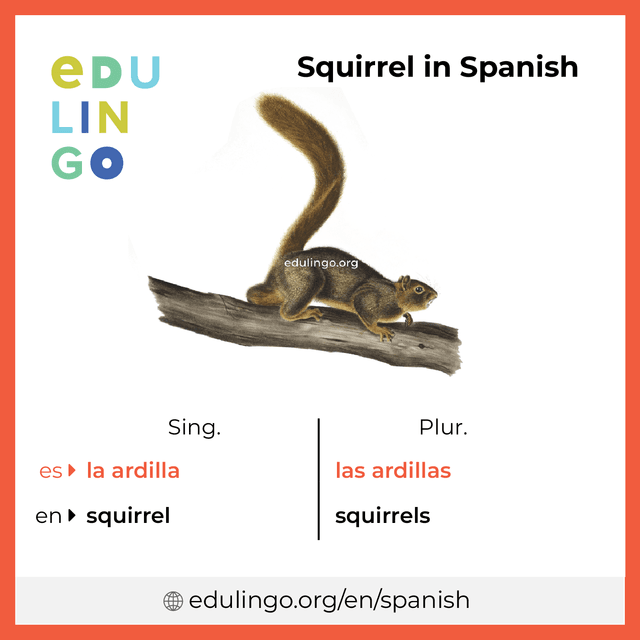 Squirrel in Spanish vocabulary picture with singular and plural for download and printing