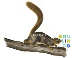 Thumbnail: Squirrel in Spanish