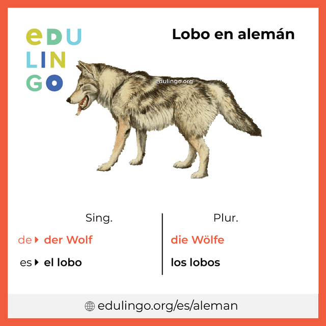 Imagen de vocabulario Lobo en alemán con singular y plural para descargar e imprimir