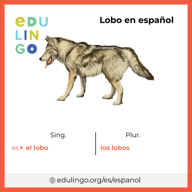 Imagen de vocabulario Lobo en español con singular y plural para descargar e imprimir
