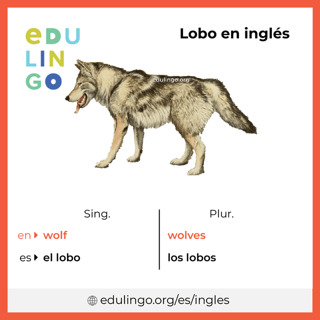 Imagen de vocabulario Lobo en inglés con singular y plural para descargar e imprimir