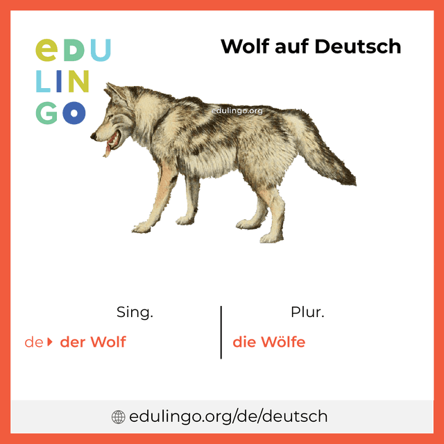 Wolf auf Deutsch Vokabelbild mit Singular und Plural zum Herunterladen und Ausdrucken