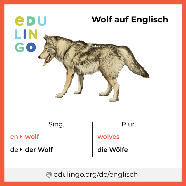 Wolf auf Englisch Vokabelbild mit Singular und Plural zum Herunterladen und Ausdrucken