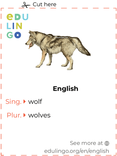 Wolf in English vocabulary flashcard for printing, practicing and learning