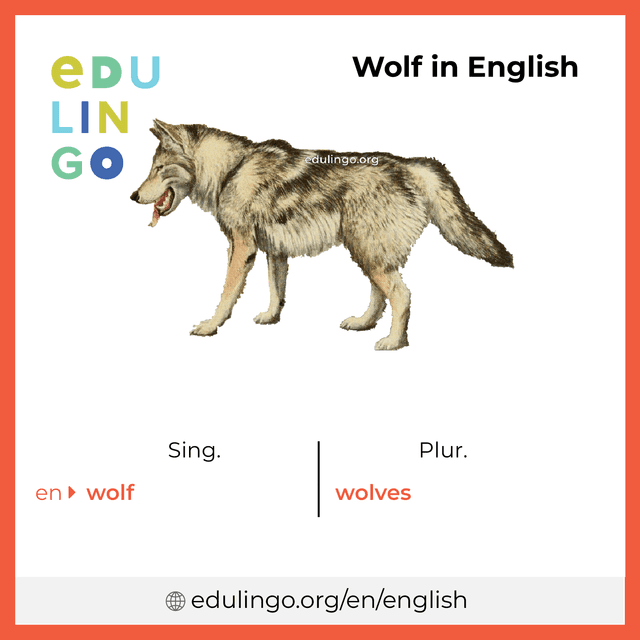 Wolf in English vocabulary picture with singular and plural for download and printing