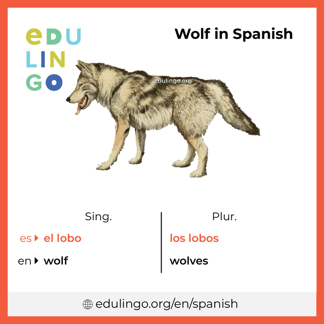 Wolf in Spanish vocabulary picture with singular and plural for download and printing