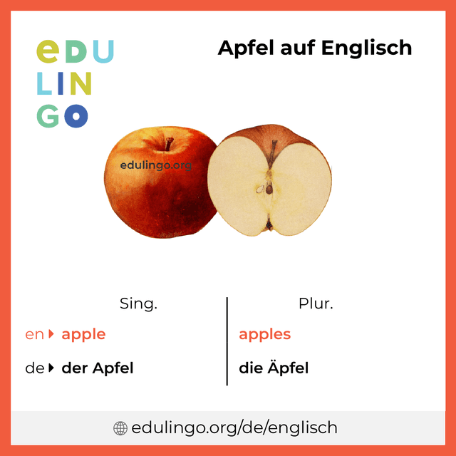 Apfel auf Englisch Vokabelbild mit Singular und Plural zum Herunterladen und Ausdrucken