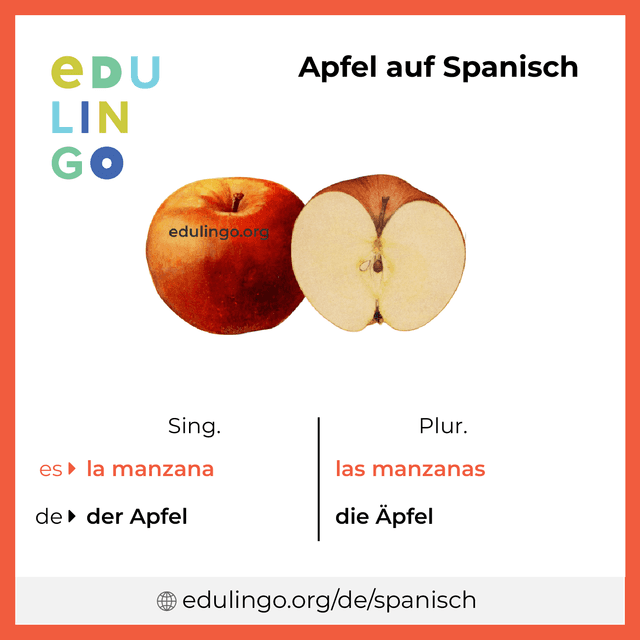Apfel auf Spanisch Vokabelbild mit Singular und Plural zum Herunterladen und Ausdrucken