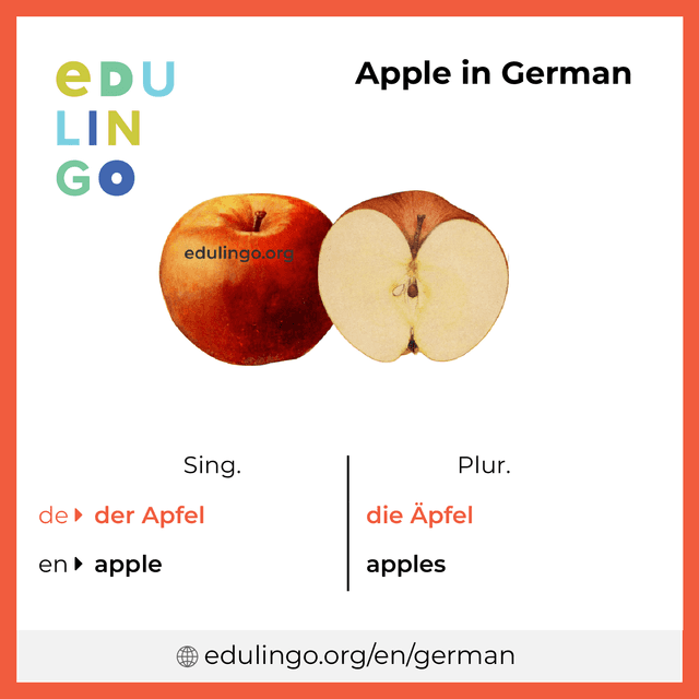 Apple in German vocabulary picture with singular and plural for download and printing