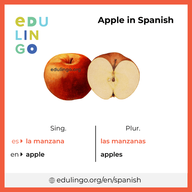 Apple in Spanish vocabulary picture with singular and plural for download and printing