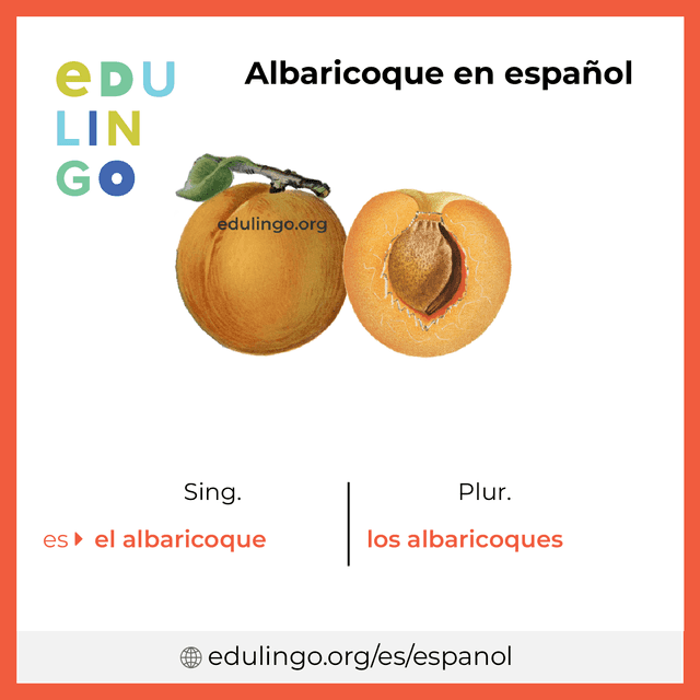 Imagen de vocabulario Albaricoque en español con singular y plural para descargar e imprimir
