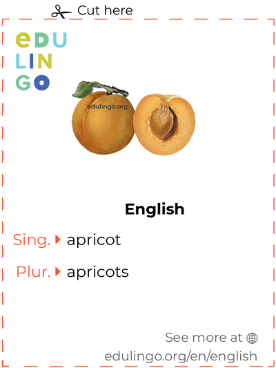 Apricot in English vocabulary flashcard for printing, practicing and learning