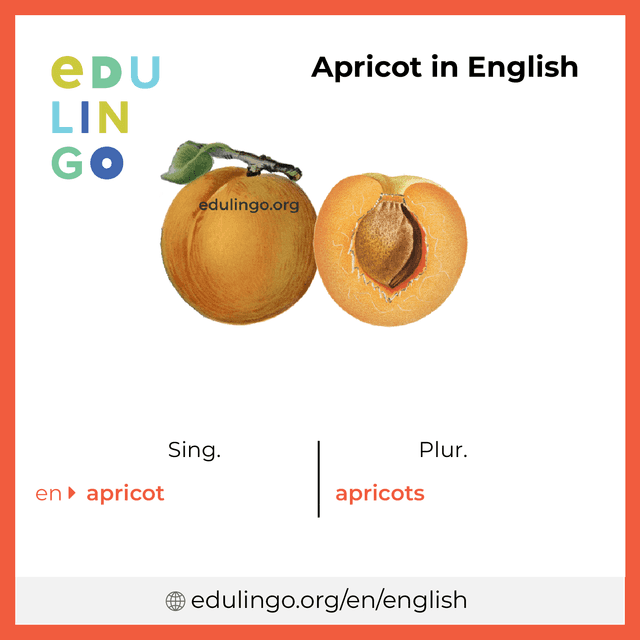 Apricot in English vocabulary picture with singular and plural for download and printing