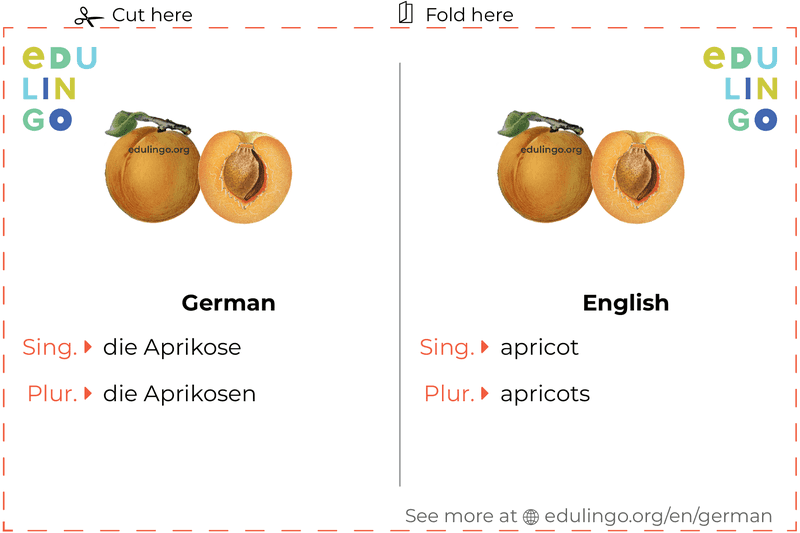 Apricot in German vocabulary flashcard for printing, practicing and learning