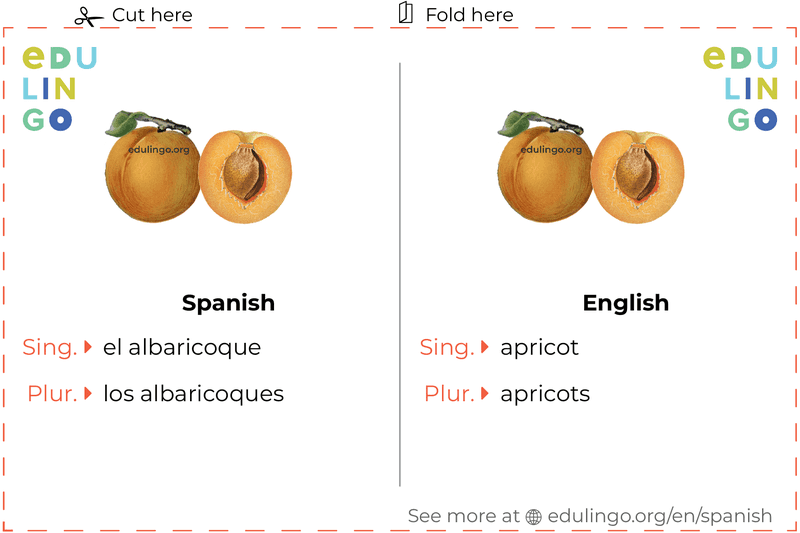 Apricot in Spanish vocabulary flashcard for printing, practicing and learning