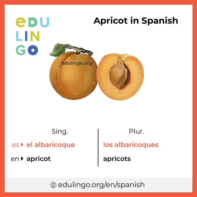 Apricot in Spanish vocabulary picture with singular and plural for download and printing