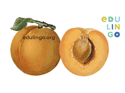 Thumbnail: Apricot in German