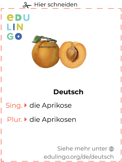 Aprikose auf Deutsch Vokabelkartei zum Ausdrucken, Üben und Lernen