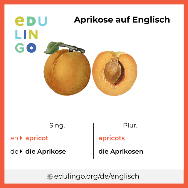 Aprikose auf Englisch Vokabelbild mit Singular und Plural zum Herunterladen und Ausdrucken