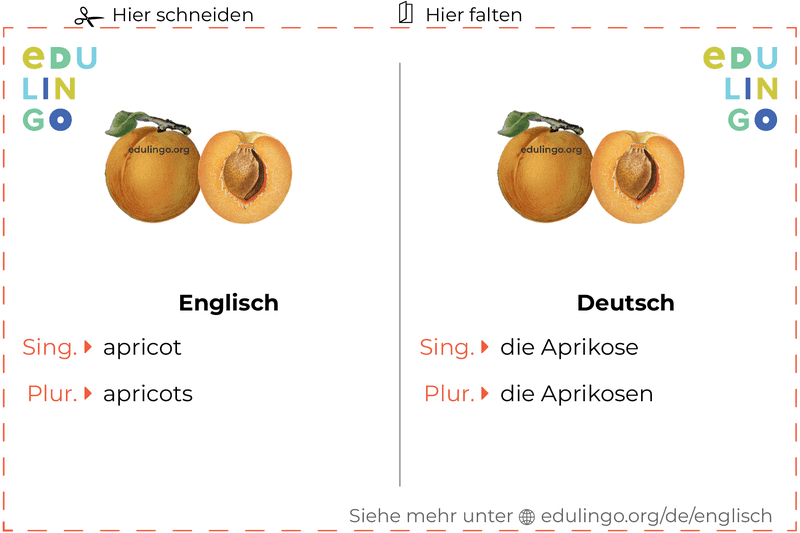 Aprikose auf Englisch Vokabelkartei zum Ausdrucken, Üben und Lernen