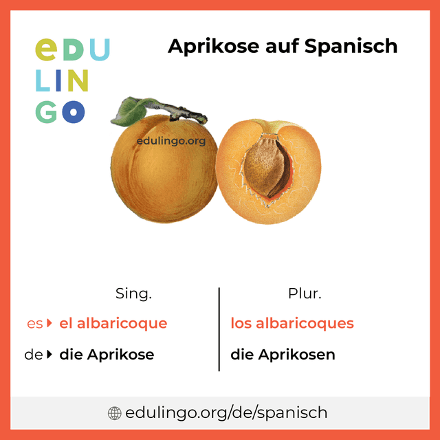 Aprikose auf Spanisch Vokabelbild mit Singular und Plural zum Herunterladen und Ausdrucken