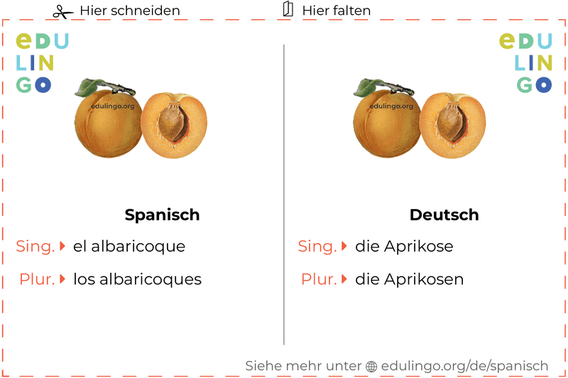 Aprikose auf Spanisch Vokabelkartei zum Ausdrucken, Üben und Lernen