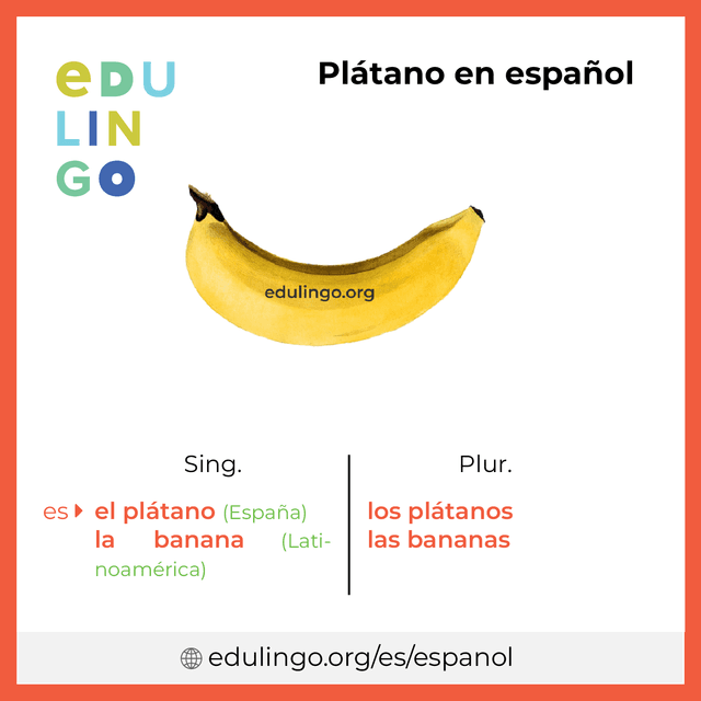 Imagen de vocabulario Plátano en español con singular y plural para descargar e imprimir