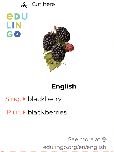 Blackberry in English vocabulary flashcard for printing, practicing and learning