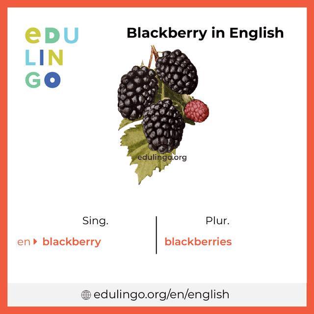 Blackberry in English vocabulary picture with singular and plural for download and printing