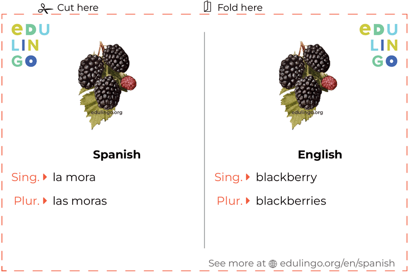 Blackberry in Spanish vocabulary flashcard for printing, practicing and learning